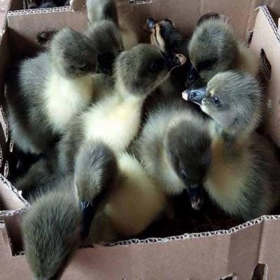 Mua ngỗng sư tử qua mạng, được giao... vịt xiêm?