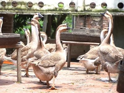 Ngỗng sư tử: nguồn gốc, giá con giống, kỹ thuật nuôi và phòng ngừa dịch bệnh