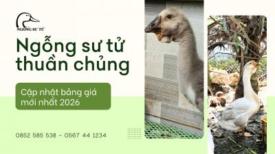 Ngỗng Sư Tử - Lính Gác Giữ Nhà Cực Giỏi, Con Giống Chuẩn Rặt Đời Đầu Tại Vifarm