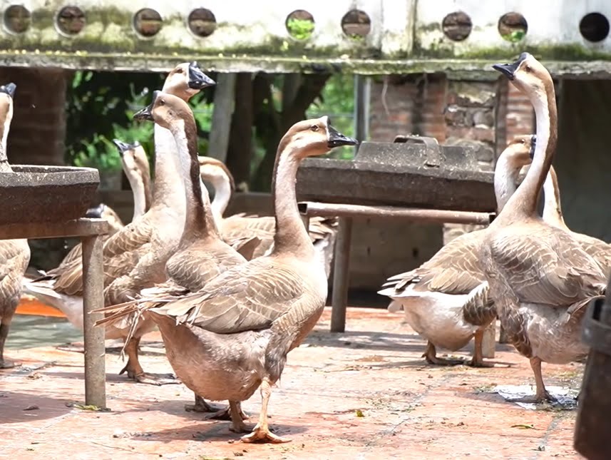 Hướng dẫn nuôi ngỗng cơ bản - Niên Giám Nông Nghiệp